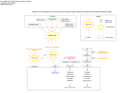 SARS-CoV-2 and ACE2 receptor: molecular mechanisms