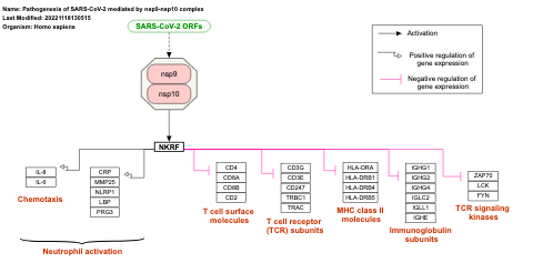 Pathogenesis of SARS-CoV-2 mediated by nsp9-nsp10 complex