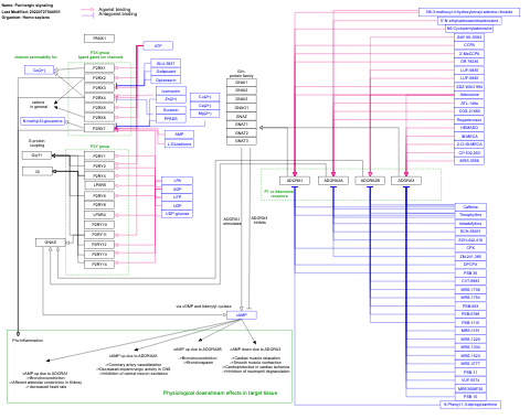 Purinergic signaling