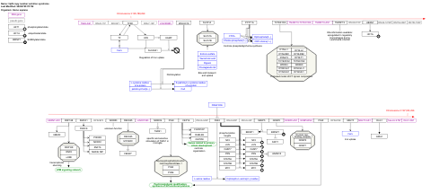 3q29 copy number variation syndrome