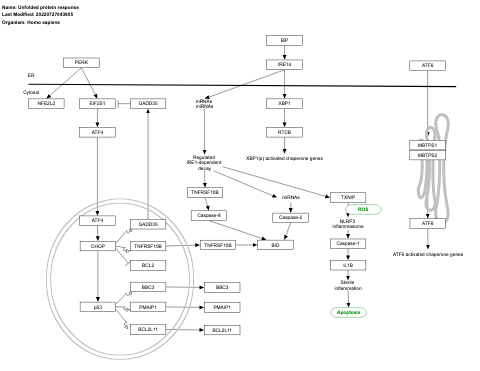 Unfolded protein response