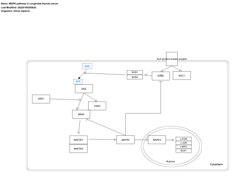 MAPK pathway in congenital thyroid cancer