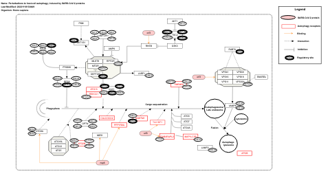 Perturbations to host-cell autophagy, induced by SARS-CoV-2 proteins