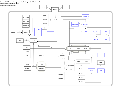 GPR143 in melanocytes and retinal pigment epithelium cells