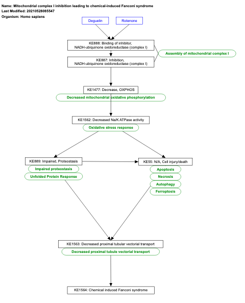 Mitochondrial complex I inhibition leading to chemical-induced Fanconi syndrome