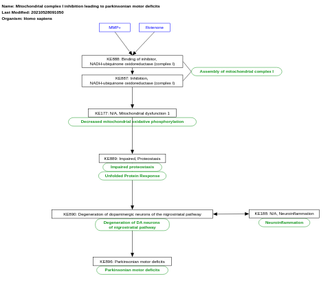 Mitochondrial complex I inhibition leading to parkinsonian motor deficits