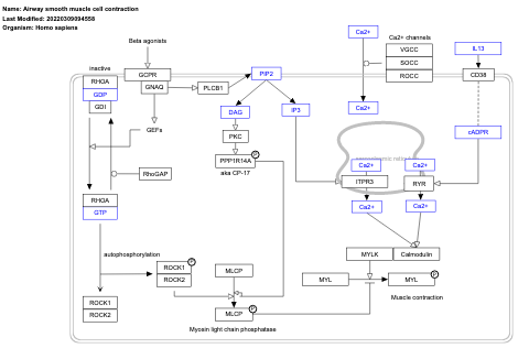 Airway smooth muscle cell contraction