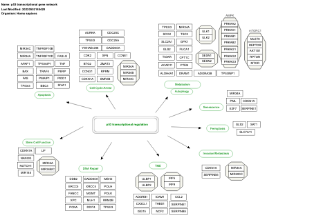 p53 transcriptional gene network