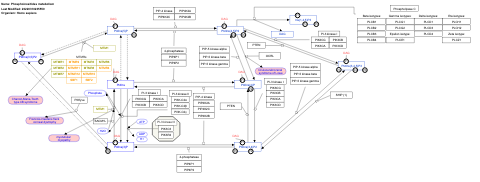 Phosphoinositides metabolism