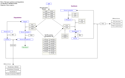 Glycogen synthesis and degradation