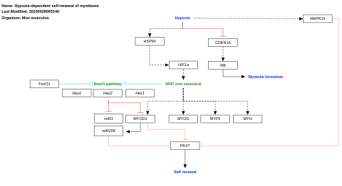 Hypoxia-dependent self-renewal of myoblasts