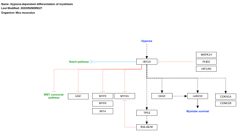 Hypoxia-dependent differentiation of myoblasts