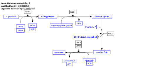 Glutamate degradation III