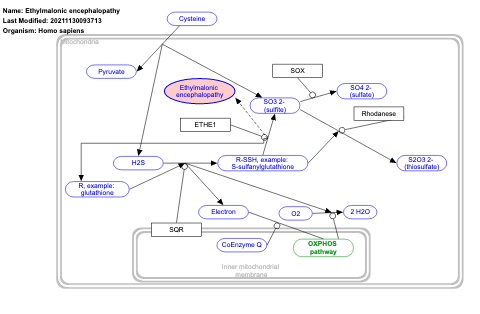 Ethylmalonic encephalopathy