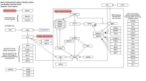 Development of ureteric collection system