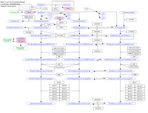 7-oxo-C and 7-beta-HC pathways