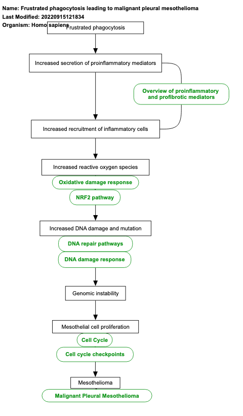 Frustrated phagocytosis leading to malignant pleural mesothelioma