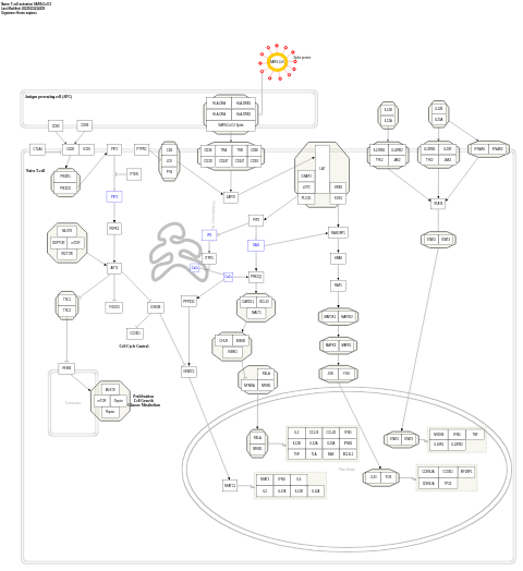 T-cell activation SARS-CoV-2