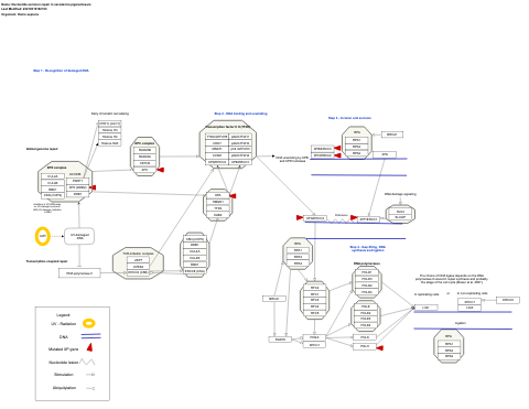 Nucleotide excision repair in xeroderma pigmentosum 