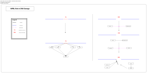 NIPBL role in DNA damage - Cornelia de Lange syndrome
