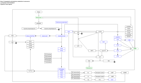 Prostaglandin and leukotriene metabolism in senescence 