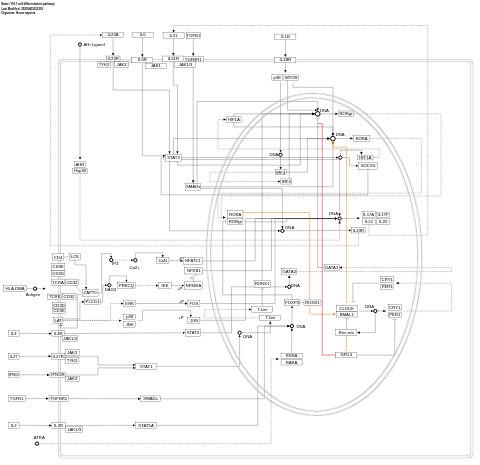 Th17 cell differentiation pathway