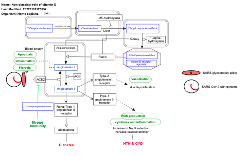 Non-classical role of vitamin D