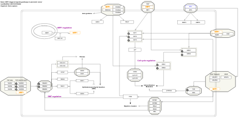 NRP1-triggered signaling pathways in pancreatic cancer 