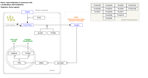 Lipid metabolism in senescent cells