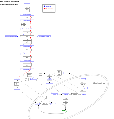 Glycolysis and gluconeogenesis