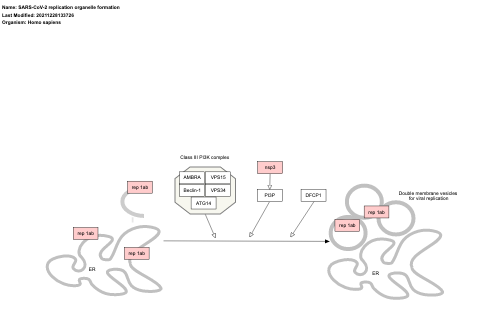 SARS-CoV-2 replication organelle formation