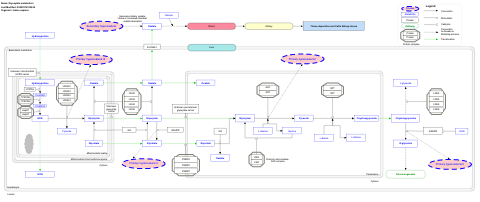 Glyoxylate metabolism