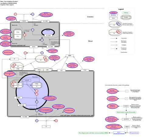 Iron metabolism disorders
