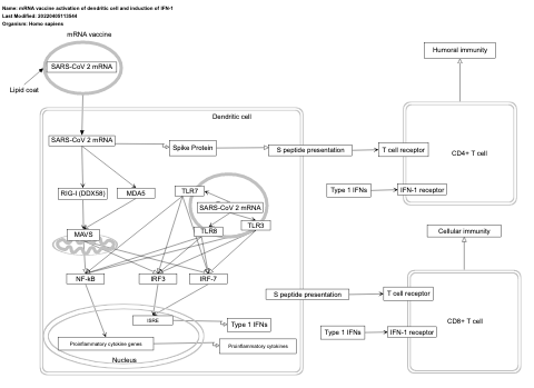mRNA vaccine activation of dendritic cell and induction of IFN-1