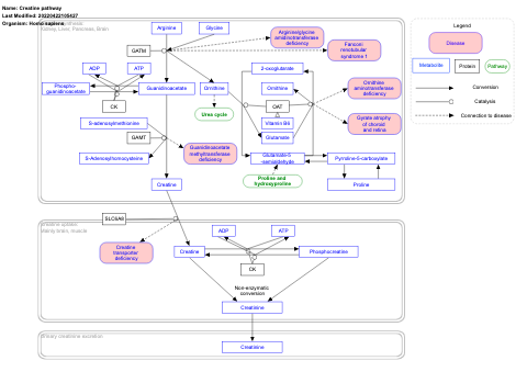 Creatine pathway