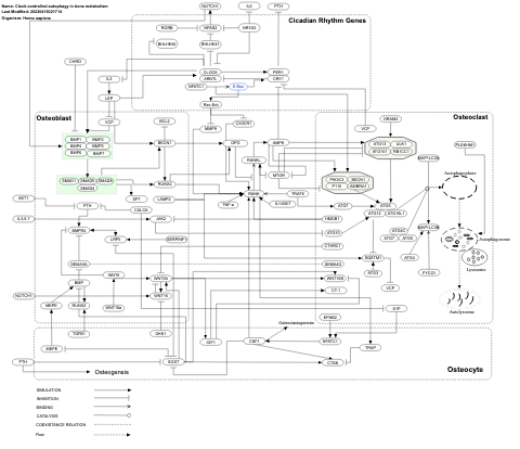 Clock-controlled autophagy in bone metabolism