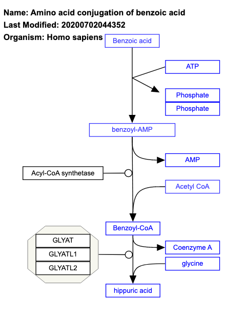 Amino acid conjugation of benzoic acid