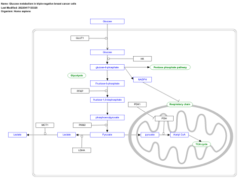Glucose metabolism in triple-negative breast cancer cells