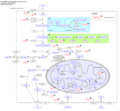 Metabolic reprogramming in pancreatic cancer
