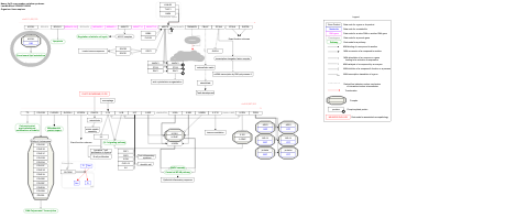 2q13 copy number variation syndrome