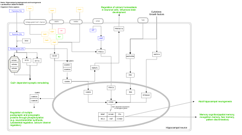 Hippocampal synaptogenesis and neurogenesis
