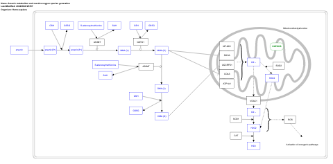 Arsenic metabolism and reactive oxygen species generation