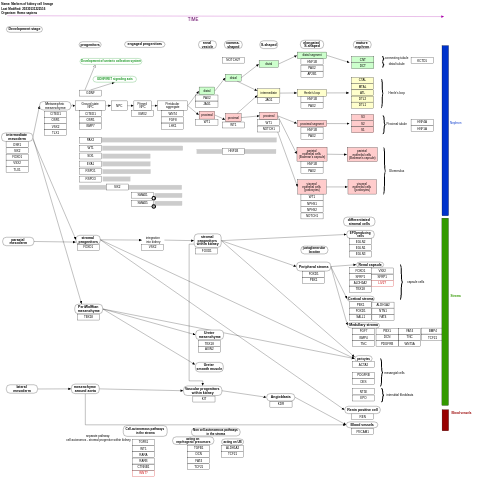 Markers of kidney cell lineage
