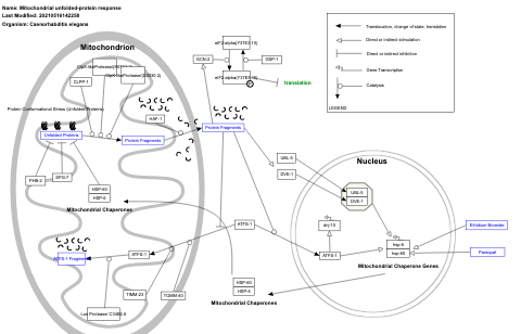 Mitochondrial unfolded-protein response