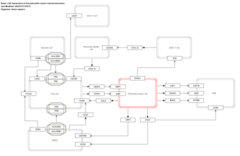 Cell interactions of the pancreatic cancer microenvironment