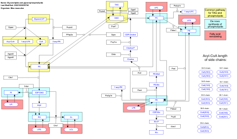 Glycerolipids and glycerophospholipids