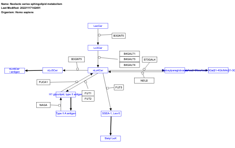 Neolacto series sphingolipid metabolism
