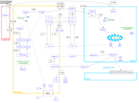 Lactate shuttle in glial cells