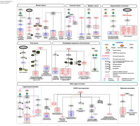 CKAP4 signaling pathway map