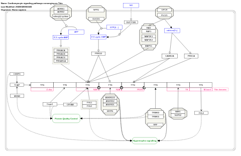 Cardiomyocyte signaling pathways converging on Titin